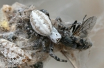 Eresidae - velvet spiders